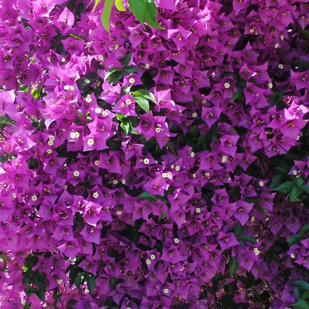 Eski Evleri 3* Datca