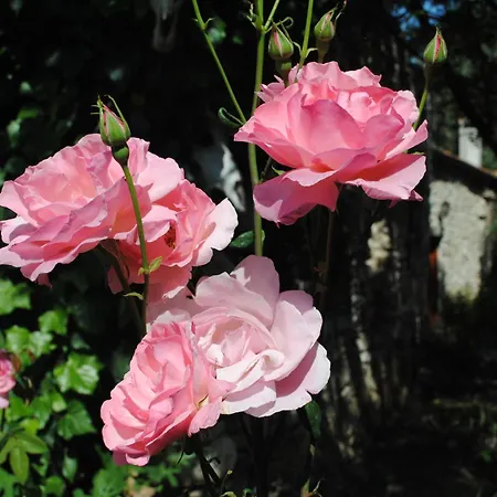 Eski Evleri Hotel 3*